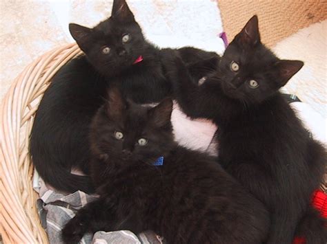 two black cats kitten pics