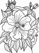 Coloring Pages Tropical Flowers Flower Rainforest Dementia Bougainvillea Adults Printable Patients Easy Adult Print Color Animals Drawing Colouring Sheets Books sketch template
