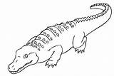 Buaya Mewarnai Krokodil Alligator Aligator Hewan Sketsa Saltwater Ausmalbilder Kolorowanka Colorier Crocodiles Bonikids Przyczajony Paintingvalley Drawings Nile Druku Procoloring Wydrukuj sketch template