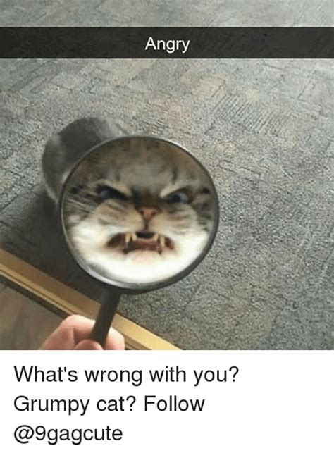Angry What S Wrong With You Grumpy Cat Follow Meme On