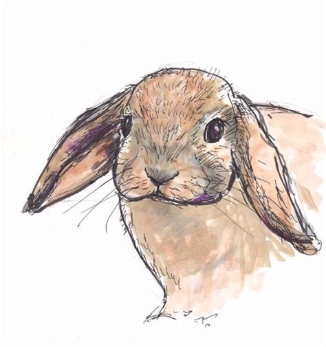 bunny er bunny art bunny illustration art