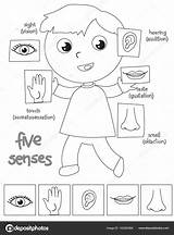 Senses Sentidos Colorear Humano Dibujos Organos Cinco Preescolar Actividades Depositphotos Mostrando Inglés Trabajos sketch template