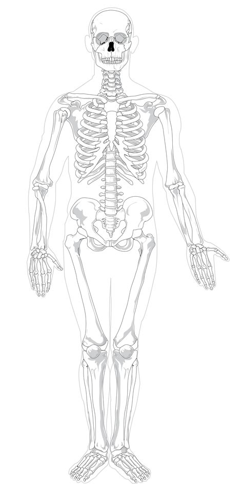 human skeleton diagram  labels koibana info skeletal system