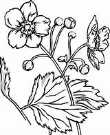 Flower Coloring Pages Flowers Nature Drawing Hearts Color Drawings Line Printable Adults Sampaguita Pumpkin Pic Animals Draw Getdrawings Print цветы sketch template