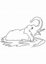 Elephant Coloring Water Collecting Muddy Pages Seal Library Clipart Popular sketch template