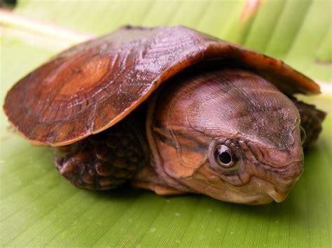 big headed turtle facts  pictures reptile fact