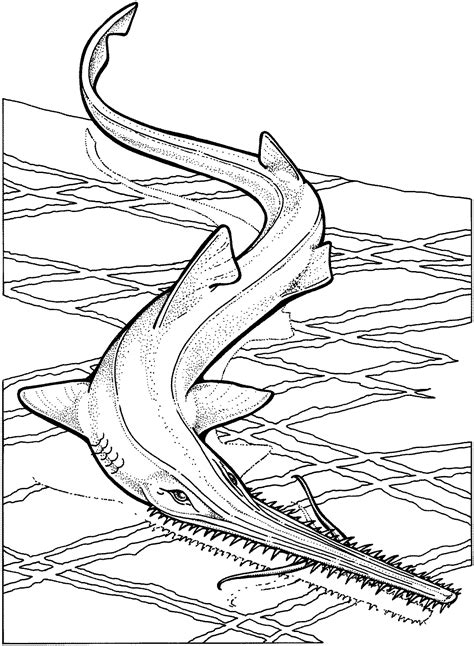 shark coloring pages coloring home