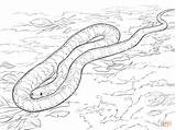 Snake Schlangen Malvorlagen Schlange Serpent Tigre Serpente Anaconda Realistische Kleurplaat Ganzes Serpents Diamant Coloriages Kinderbilder Snakes Serpenti Stampare sketch template