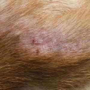 top  image cat hair loss patches thptnganamsteduvn
