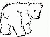 Polar Cub Coloringhome sketch template