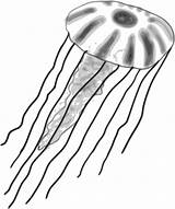 Jellyfish Clipart Cnidarians Transparent Webstockreview Complaint Dmca Favorite Add sketch template