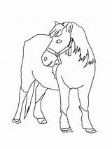 Konj Konji Bojanke Nazad sketch template