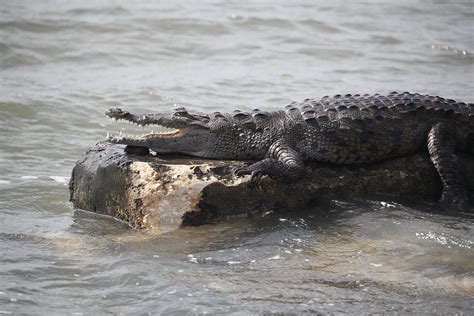 largest crocodile shot  killed  queensland  bring  uprising