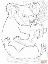 Koala Coloring Baby Mother Pages Hugging Its Koalas Supercoloring Printable Drawing Animal Super sketch template