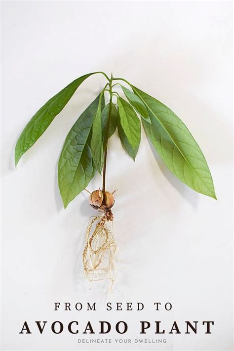 Growing An Avocado Plant From Seed Avocado Plant Avocado Plant From