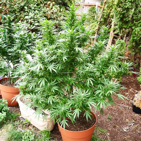 growing cannabis outdoors pots  open soil