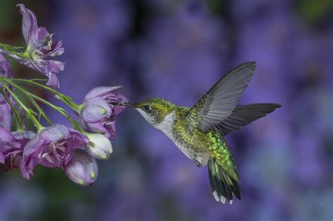 animal hummingbird hd wallpaper