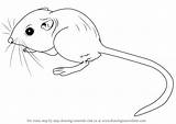 Kangaroo Rodents Drawingtutorials101 Mole sketch template