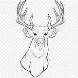 Mewarnai Rusa Renna Elk Binatang Rudolph Tailed Hewan Whitetailed sketch template