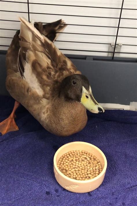 sex crazed dave the duck has penis removed after trying to