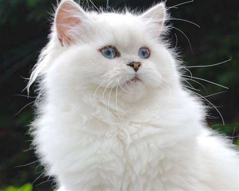 snow lily  silver shaded pointed british longhair ns blh