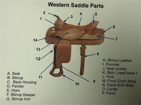 western saddle parts diagram quizlet