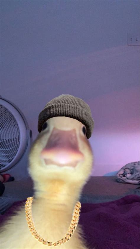 duck meme cute animal  duck memes duck photo