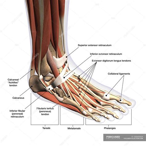 anatomy  human foot  labels  white background ankle leg stock photo