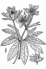 Drawing Helleborus Viridis Plant Line Coloring Pages Large Flower Hellebore Green Illustrated Flora Britton 1913 Northern Vol Canada States Brown sketch template