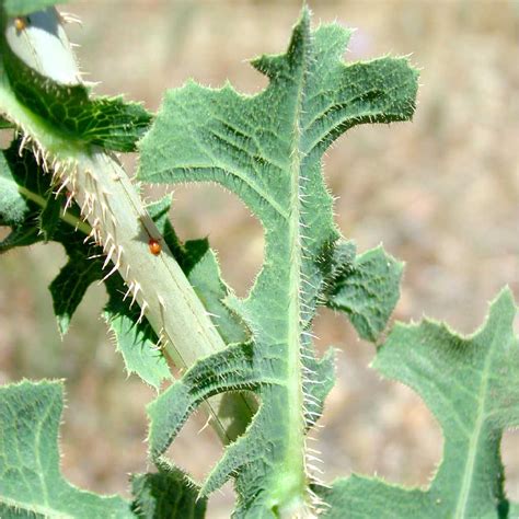 prickly lettuce northern arizona invasive plants