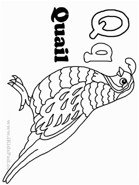 quail coloring page coloring pages alphabet preschool learning colors