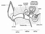 Ear Getdrawings Anatomy Coloring sketch template
