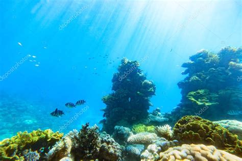underwater scene red sea israel stock photo  igorr