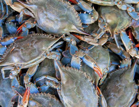 whats  special  maryland blue crabs