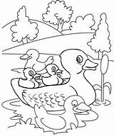 Mewarnai Bebek Canard Sketsa Donal Gratuitement Hitam Imprimez Lucu Ducklings Pintarmewarnai 1200artists sketch template
