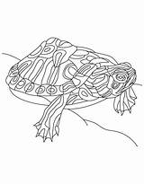 Schildpadden Kleurplaat Turtles Kleurplaten Bellied Largemouth Zo Stemmen sketch template