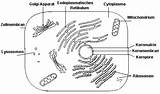 Tierzelle Pflanzenzelle Zellbestandteile Bildbesprechung Zellbiologie Biologie Bo Sbw sketch template