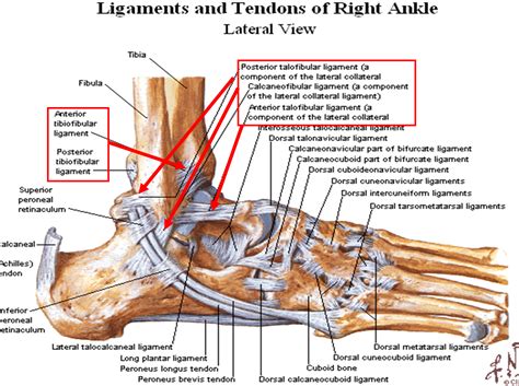 ankle ligaments  tendons  passion calls radiology fisioterapia