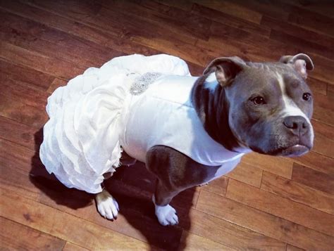 dogs  brides wear matching wedding gowns