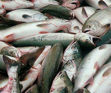 mass fish death recorded  caspian sea trendaz
