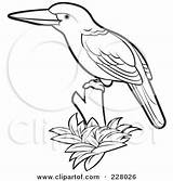 Kingfisher Outline Bird Clipart Coloring King Perched Illustration Fisher Royalty Perera Lal Rf Clipground 2021 sketch template
