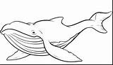 Whale Coloring Humpback Pages Blue Kids Whales Drawing Killer Orca Outline Printable Draw Drawings Colouring Print Getdrawings Getcolorings Superb Color sketch template