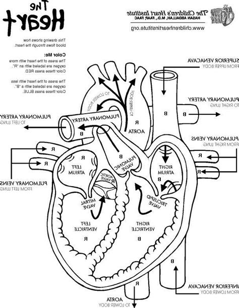 printable heart anatomy coloring pages thekidsworksheet