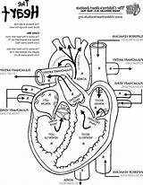 Anatomy Circulatory Cardiovascular Diagram Getcolorings Getdrawings Worksheet sketch template