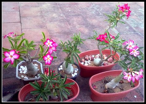 Home Garden And Landscaping Adenium Obesum Bonsai