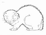Ferret Ferrets Frettchen Greys 2550 sketch template
