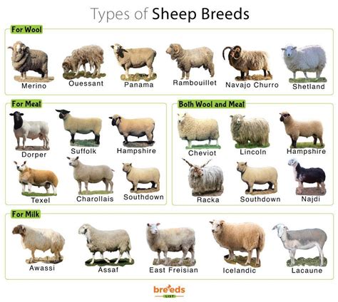 sheep facts types  pictures
