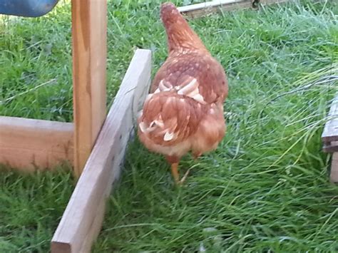 isa brown tail feather question backyard chickens learn how to
