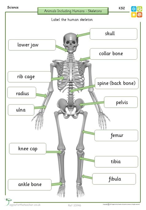 skeleton labelling important bones activity apple   teacher