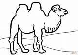 Camel Coloring Pages Bactrian Camels Colouring Printable Clipart Print Caravan Drawing Kids Book Color Pic Animals Getdrawings Getcolorings Winsome Popular sketch template